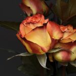 Barrel Crafting Chronicles: Birth of a Whiskey Cask 29 Barrel Crafting Chronicles: Birth of a Whiskey Cask