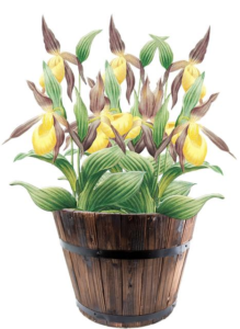 Barrel Planter Wisdom: Maximizing Whiskey's Afterlife 10 Barrel Planter Wisdom: Maximizing Whiskey’s Afterlife