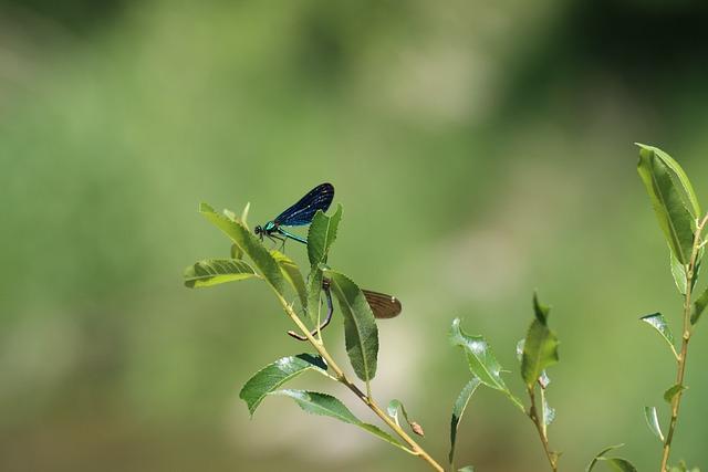 Weller Special Reserve vs Blanton's Single Barrel: Wheated Wonder 5 6. Exploring Pairings: Finding the Perfect Complement for Weller Special Reserve and Blanton's Single Barrel