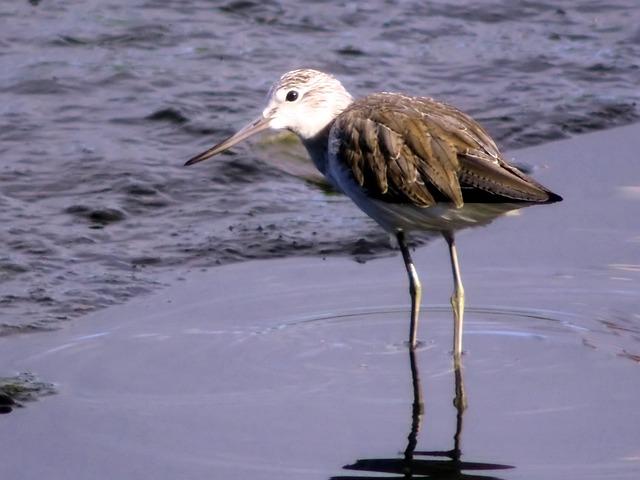 4. Unveiling the Mash Bills: Understanding the Grain Compositions of Booker's Bourbon and Blanton's Single Barrel