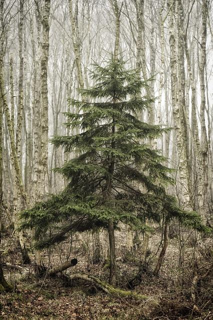 Knappogue Castle Classics: Best Irish Whiskey Picks! 6 5. From Peat to Smoothness: Understanding the Distinctive Characteristics of Knappogue Castle Whiskey Varieties