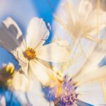 Macallan 15 Double Cask Review: A Double Cask Delight 20 Macallan 15 Double Cask Review: A Double Cask Delight