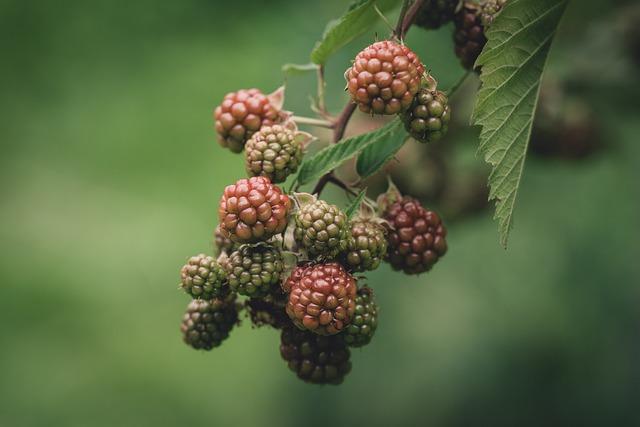 Canadian Club vs Crown Royal: Canadian Whiskey Showdown 3 3. Maturation Process: Comparing the Aging Methods of Canadian Club and Crown Royal Whiskies