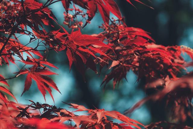 5. Straight or Mixed: Discovering the Preferred Ways to Enjoy Bushmills Black Bush and Jameson Black Barrel