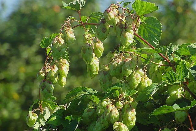 Tequila vs. Whiskey Showdown: Which Packs a Punch? 3 2. The Brewing Process: Comparing the Distillation Techniques and Ingredient Selection of Tequila and Whiskey