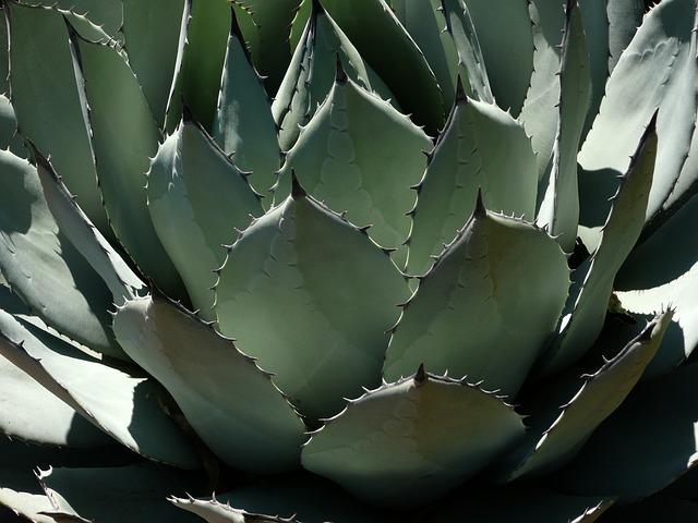 Tequila Twist: Is Tequila Truly a Whiskey Cousin? 3 2. The Agave Connection: Understanding the Key Ingredient That Sets Tequila Apart