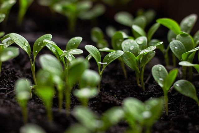 Sustainability Practices of Legacy Distillery