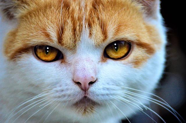 Cat's Whiskey Tale: Journeying into Bodega Cat's Legacy 7 Discovering Cat's Whiskey Unique Characteristics