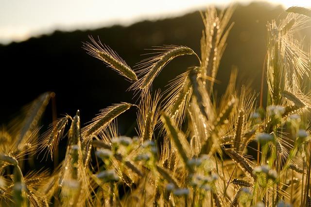 The ​Legacy of Templeton Rye: A Whiskey with a ⁣Story to Tell